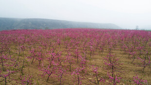 粉色花海桃林田园风光