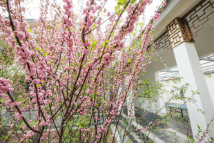 庭院中绽放的娇艳桃花