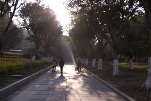 阳光洒落的林荫漫步道