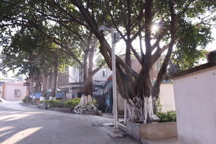 阳光洒落的静谧街道小巷