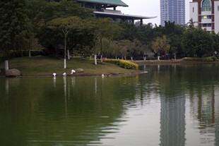 城市湖畔静谧风光