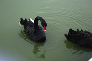 水中黑天鹅优雅共游