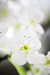 清新白色小花特写