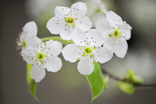 洁白梨花绽放枝头