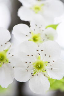 洁白梨花绽放枝头