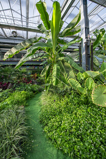 温室中的繁茂绿植景观