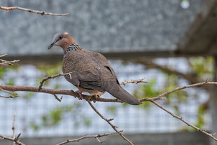 枝头栖息的灰羽小鸟