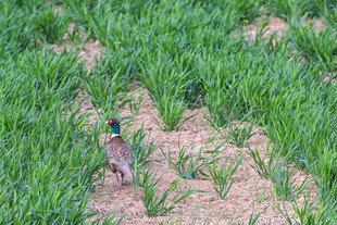 田野中的五彩野鸡