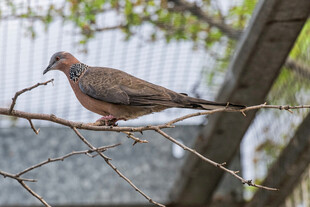 枝头栖息的灰褐色小鸟