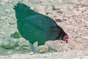 黑羽红喙鸟在地面觅食