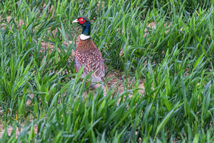 草丛中的美丽野雉