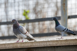 两只鸽子立于平台
