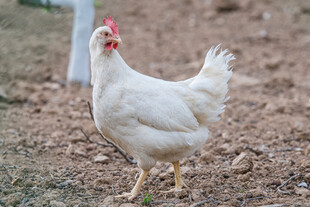 白母鸡在地面上行走