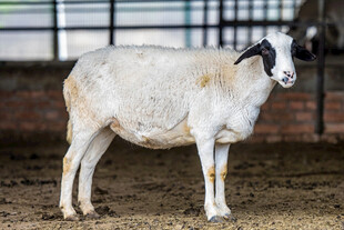 站立的白色山羊