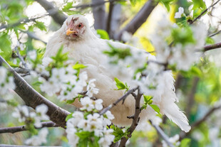 枝头萌宠猫咪赏春花