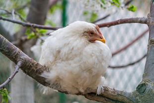 枝头休憩的白色鸟儿