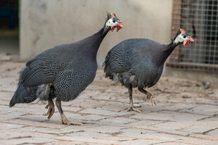 两只珍珠鸡站在地面上