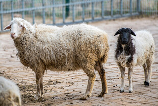 圈舍中的几只绵羊