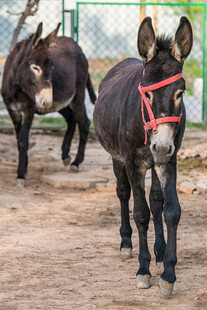 驴在户外行走
