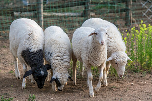 三只羊在户外低头觅食