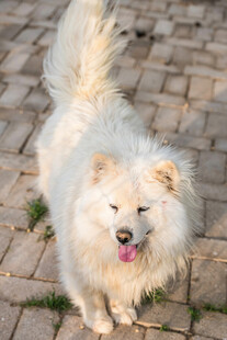 可爱白毛小狗快乐站立