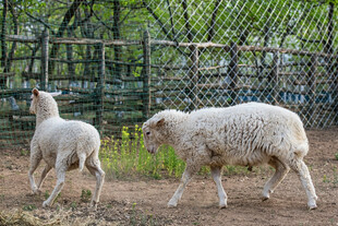 羊圈中的大小绵羊