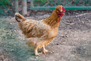 田园中站立的棕色母鸡