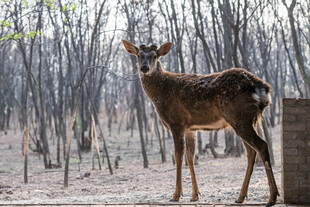 森林中站立的美丽小鹿