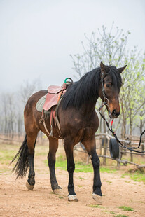 草原骏马配鞍具
