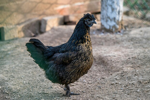 庭院中站立的黑羽母鸡