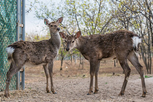 围栏边亲昵的两只小鹿