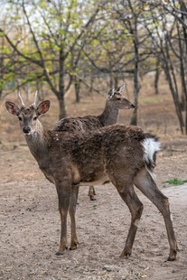 站立的鹿
