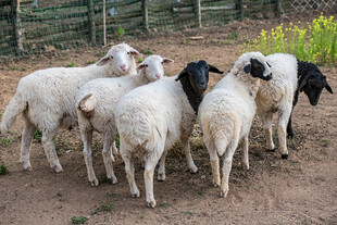 一群羊在户外的场景