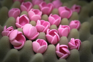 工艺品粉色郁金香花苞特写