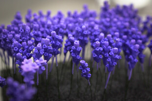 工艺品紫色风信子花海