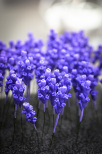 工艺品紫色薰衣草花丛特写