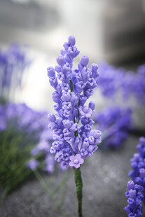 工艺品紫色薰衣草绽放特写