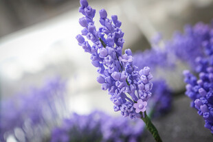 工艺品紫色薰衣草绽放