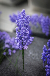 工艺品紫色薰衣草特写