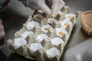 工艺品手工制作鸡蛋托中的白花