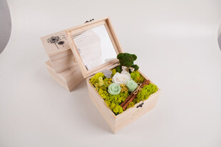 工艺品木质花盒中的清新绿植