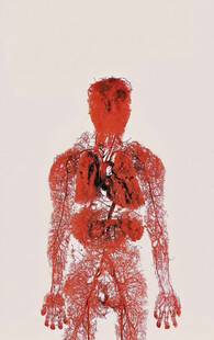 血管与器官解剖图