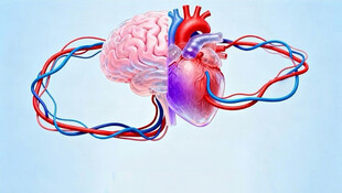 心脏结构与血管示意图