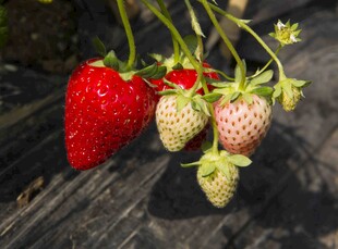 成熟与未熟的草莓果实