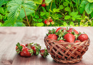 木桌上篮中新鲜草莓