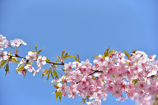 樱花