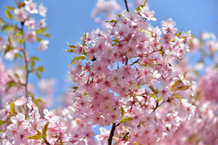 樱花
