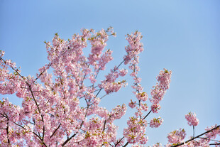 樱花