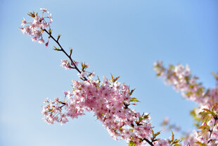 樱花