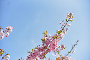 樱花